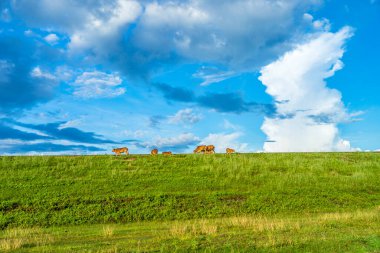 Gün batımında yeşil tepeler ve çayırların (tarımsal alanlar) resimli panoramik manzarası. İnekler otluyor, yakın plan. Mavi gökyüzü ve arka planda bulutlar. Idyllic kırsal alanı.