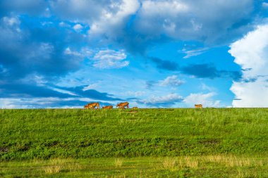 Gün batımında yeşil tepeler ve çayırların (tarımsal alanlar) resimli panoramik manzarası. İnekler otluyor, yakın plan. Mavi gökyüzü ve arka planda bulutlar. Idyllic kırsal alanı.