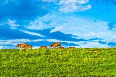 Gün batımında yeşil tepeler ve çayırların (tarımsal alanlar) resimli panoramik manzarası. İnekler otluyor, yakın plan. Mavi gökyüzü ve arka planda bulutlar. Idyllic kırsal alanı.