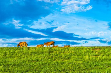Gün batımında yeşil tepeler ve çayırların (tarımsal alanlar) resimli panoramik manzarası. İnekler otluyor, yakın plan. Mavi gökyüzü ve arka planda bulutlar. Idyllic kırsal alanı.