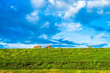 Gün batımında yeşil tepeler ve çayırların (tarımsal alanlar) resimli panoramik manzarası. İnekler otluyor, yakın plan. Mavi gökyüzü ve arka planda bulutlar. Idyllic kırsal alanı.
