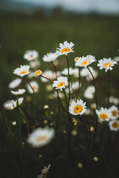 Hierba Verde Manzanillas Naturaleza Campo Flores Verano Pastos Fondo Oscuro — Foto de Stock