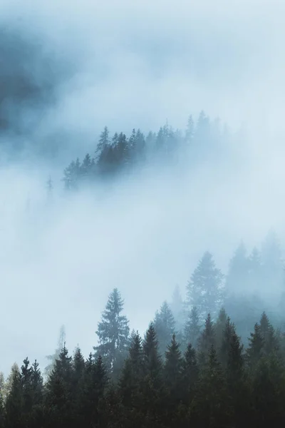 森林覆盖的山坡在低洼的云彩中 常绿的针叶树笼罩在云雾中 呈现风景秀丽的风景 神秘的情绪和朦胧的早晨 — 图库照片
