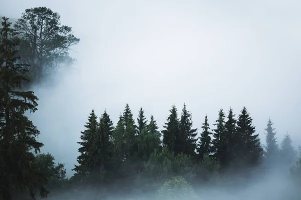 Misty Landscape Sunrise Valley Top Trees Sticking Out Fog View — Stock Photo, Image