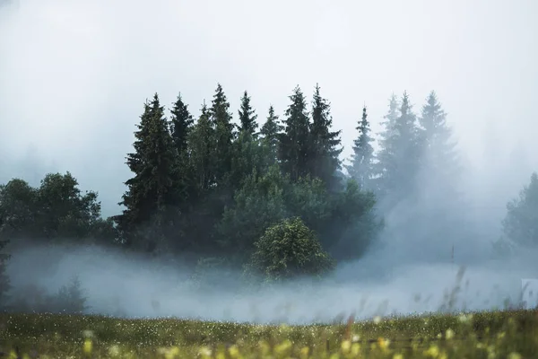 Misty Landscape Sunrise Valley Top Trees Sticking Out Fog View — Stock Photo, Image