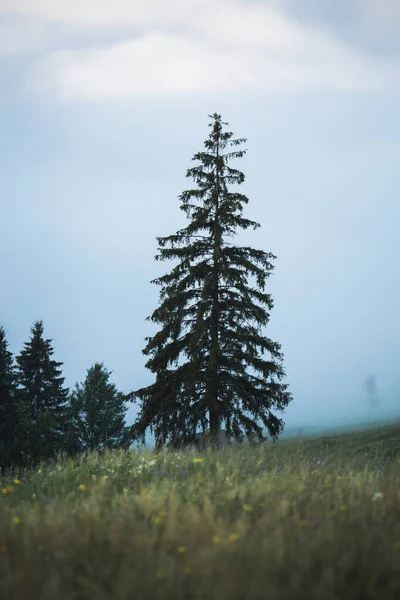 Lonely Pine Tree Standing Field Foggy Weather — Stock Photo, Image