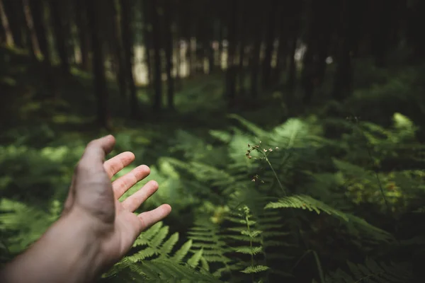 Feche Mão Masculina Procura Ajuda Floresta Verde Chuvosa Viagens Sobrevivência — Fotografia de Stock
