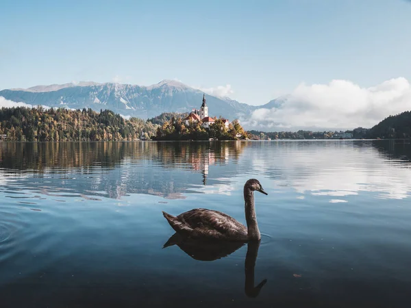 Vue Imprenable Sur Lac Bled Matin Brumeux Avec Cygne Nageant — Photo