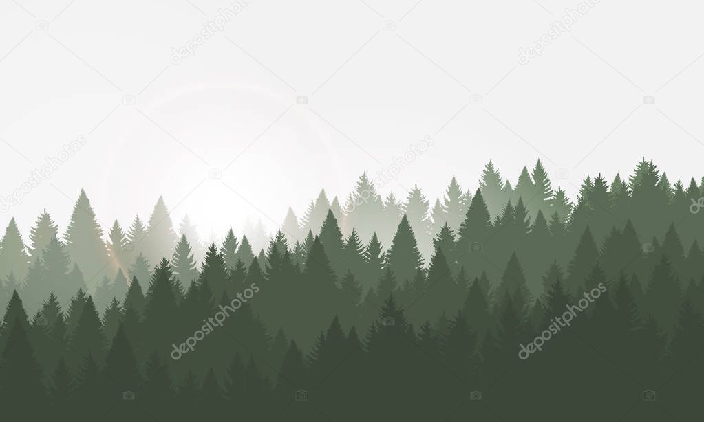 Forest background, coniferous trees. Vector illustration. Landscape with sunrise