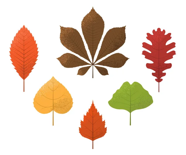 Συλλογή Του Φθινοπώρου Φύλλα Δρυς Σημύδα Καστανιάς Εικονογράφηση Διάνυσμα Που — Διανυσματικό Αρχείο