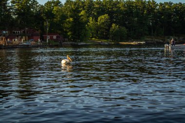 Pelikan, Voyageurs Ulusal Parkı 'nda Kabetogama Gölü' nde yüzüyor.