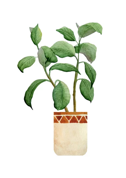 Watercolor hand drawn illustration of fresh rubber ficus plant. For interior design nature lovers flower houseplant in brown clay terra cotta beige pot lush foliage urban tropical jungle in boho style — Stock Photo, Image