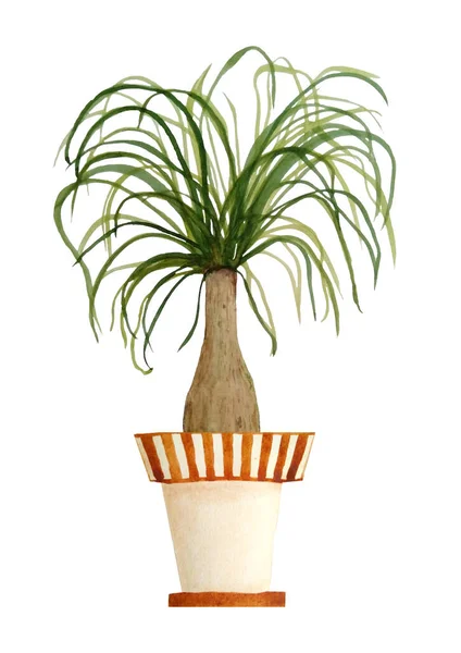 水彩画的波卡尼亚被称为马尾棕榈非洲沙漠植物的图画。天然室内花卉现实的绿色在粘土褐色的兵马俑锅中. — 图库照片