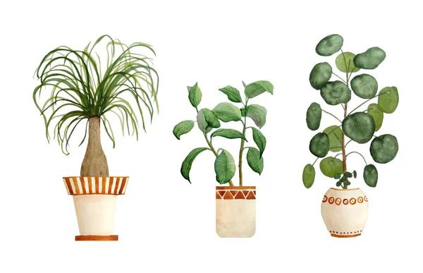 Watercolor hand drawn illustration elements of ponytail palm, ficus rubber plant, pilea chisenese money pancake plant. Pot beige terra cotta clay potted for urban jungle nature lovers indoor — Stock Photo, Image