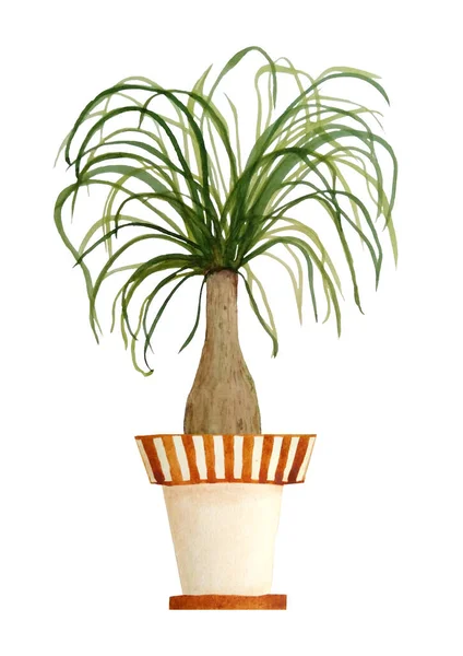 Beaucarnea Images Royalty Free Stock Beaucarnea Photos Pictures Depositphotos Beaucarnea Images Royalty Free Stock Beaucarnea Photos Pictures Depositphotos