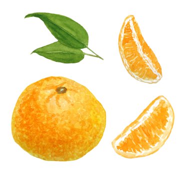 Suluboya el çizimi parlak turuncu mandalina turunçgil narenciye meyveleri ve canlı yeşil yapraklar. Yiyecekler için organik vejetaryen etiketler, ambalajlar. Doğal tasarım elementleri.