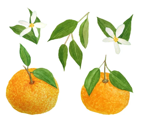 손으로 그린, 밝은 오렌지 색의 귤 만타라 린 감귤 류 과일 과활기찬 녹색 잎 과 꽃 이 있는 것을 그린 수채화. 식품 유기농 야채 라벨, 포장을 위해서 입니다. 자연계 의설계 요소. — 스톡 사진