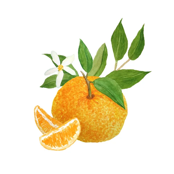 Acuarela ilustración dibujada a mano de mandarina naranja brillante cítricos mandarina peices con vibrantes hojas verdes y flores. Para alimentos ecológicos etiquetas vegetarianas, embalaje. Diseño natural —  Fotos de Stock