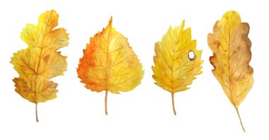 Sonbahar sonbahar illüstrasyonundan oluşan suluboya el çizimi Şükran Günü tasarımı için küçük elementler kahverengi doğada kırmızı böğürtlen yaprağını turuncu sarı renkte çizdi. Bitkisel doğal gerçekçi ahşap