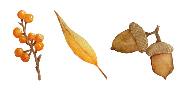 Akwarela ręcznie narysowany zestaw jesieni jesień ilustracja małe elementy na dziękczynienie wzór brązowy żołędź natura czerwone jagody liście liść w pomarańczowym kolorze żółtym. Botaniczne naturalne realistyczne. — Zdjęcie stockowe