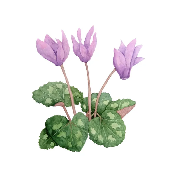 Illustrazione disegnata a mano ad acquerello di rosa viola ciclamino viola fiori selvatici. Foresta bosco bosco natura pianta, design realistico lascia petali. Per biglietti da sposa, inviti, design tessile — Foto Stock