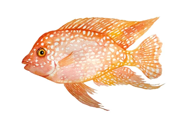 Akvarell handritad illustration av röd texas orange cichlid sötvatten fisk. Akvarium akvarium akvarium djur husdjur. Tropisk aquascaping under vatten hybrid cichlid. Exotisk miljö söt ljusa färgglada — Stockfoto