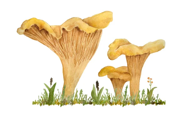 Kézzel rajzolt akvarell illusztrációja chanterelle cibarius ehető vad gombák. Narancs sárga gomba erdei füvön. Természetes növények természet betakarítás gomba. Tervezés reális — Stock Fotó