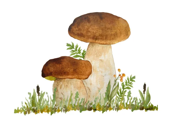 Ручной рисунок акварели, изображающий съедобный гриб свиного гриба в траве. Лесной лесхоз. Дикий здоровый органический ингридиент. Осенний летний гриб. Королевская болетная кухня — стоковое фото