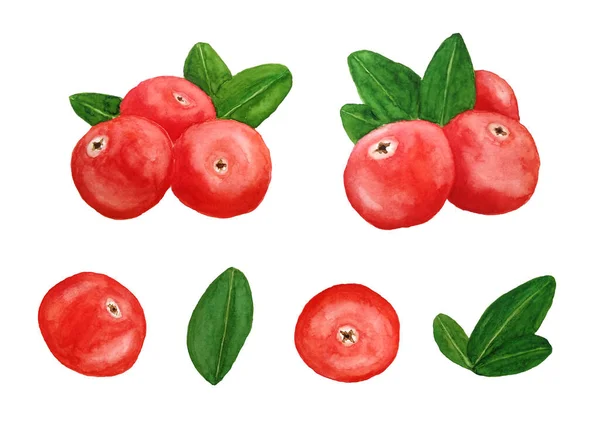 Watercolor mão desenhada elementos de ilustração de cranberry cowberry lingonberry partridgeberry bagas vermelhas e folhas verdes. Floresta de madeira orgânica saudável bagas florestais para etiquetas de decoração de Natal — Fotografia de Stock