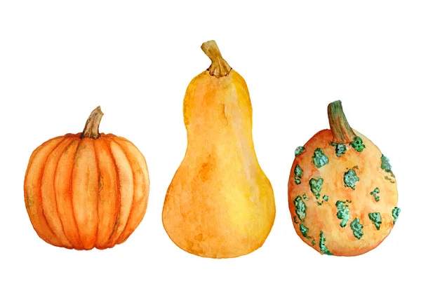 Aquarell handgezeichnete Illustrationselemente mit orangefarbenen Kürbissen Butternusskürbis, Zutat für Biobauern. Gestaltung der Erntedankfeier zu Halloween. Dekoration Herbst Herbst Ernte Etikett. — Stockfoto