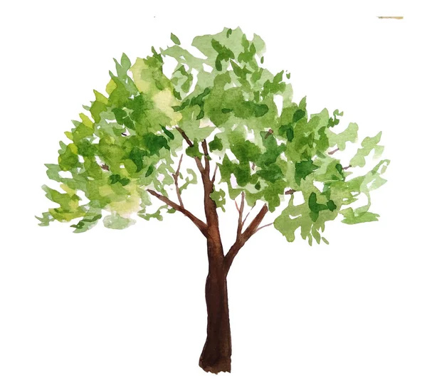 Acuarela dibujada a mano ilustración de verde verano primavera árbol exuberante follaje con tronco marrón. Elemento de diseño paisajístico pintado. Concepto de medio ambiente ecológico ecológico. Para bosques de madera —  Fotos de Stock