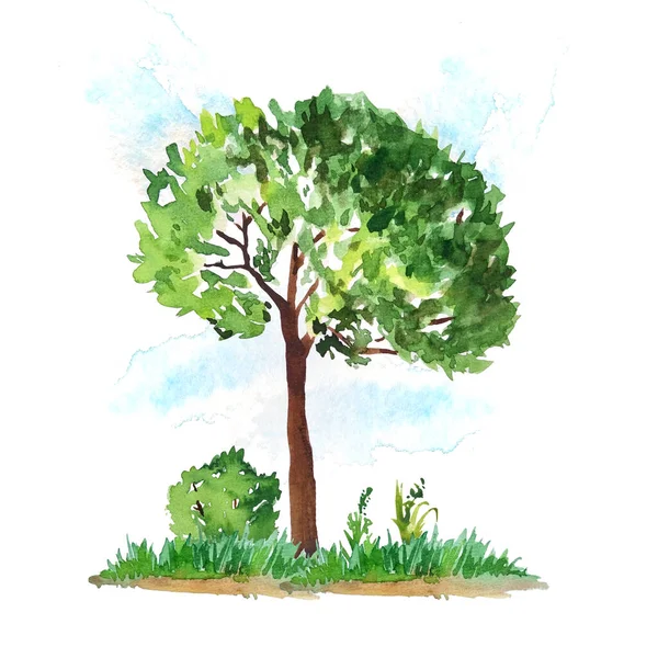 Hand drawn watercolor illustration of green summer spring tree lush foliage brown trunk bushe flowers sky clouds. For forest wood woodland adventure pictures. landscape design element. Eco ecological — Stock Photo, Image