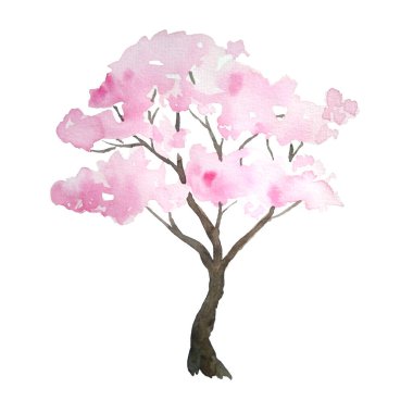 Çiçeklerin açtığı pembe kiraz ağacının suluboya el çizimi çizimi. Hanami festivali geleneksel Japon kültürü. Doğa peyzajı. Bahar Mart Nisan konsepti.
