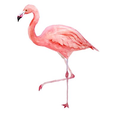 Pembe flamingo. Beyaz arka planda izole edilmiş tropik egzotik kuş gülü flamingoları. Suluboya el gerçekçi hayvan çizimi. Yaz kuşu yaban hayatı. Paket kağıdı, duvar kağıdı, kartlar için yazdır