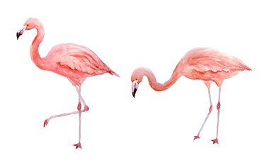 İki pembe flamingo seti. Beyaz arka planda izole edilmiş tropik egzotik kuş gülü flamingoları. Suluboya el gerçekçi hayvan çizimi. Yaz kuşu yaban hayatı. Paket kağıdı için yazdır