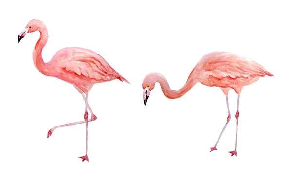 Två rosa flamingo. Tropiska exotiska fågel ros flamingos isolerad på vit bakgrund. Akvarell hand dras realistisk djur illustration. Sommar fågel djurliv. Tryck för omslagspapper — Stockfoto