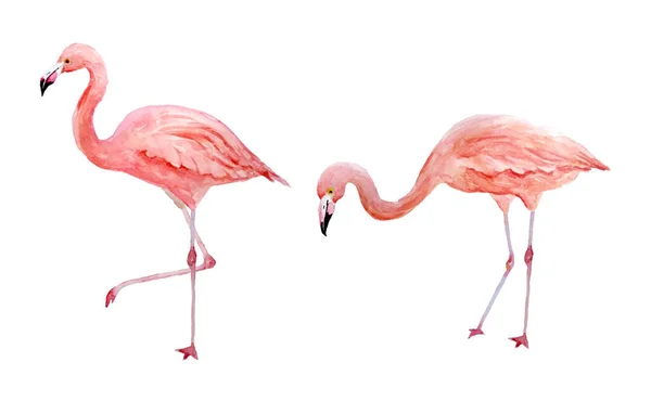 Set di due fenicotteri rosa. Fenicotteri tropicali esotici rosa isolati su sfondo bianco. Illustrazione animale realistica disegnata a mano ad acquerello. Fauna selvatica estiva degli uccelli. Stampa per carta da imballaggio — Foto Stock