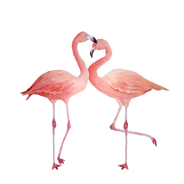 Dois flamingo cor-de-rosa, casal romântico apaixonado. Pássaro exótico tropical rosa flamingos isolado sobre fundo branco. Watercolor mão desenhada ilustração animal realista. Pássaro de verão para cartões de casamento — Fotografia de Stock