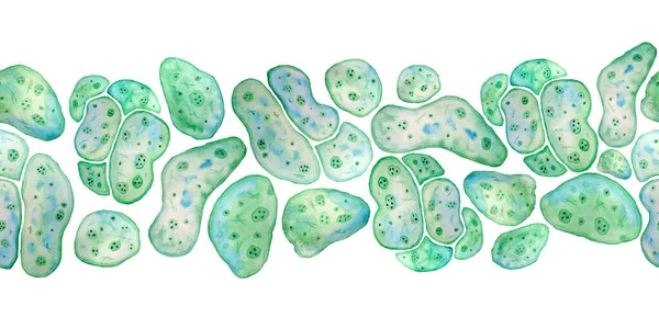 Borde horizontal sin fisuras de algas azules unicelulares verdes chlorella spirulina con células grandes monocelulares con gotitas lipídicas. Acuarela ilustración de macro zoom bacterias microorganismos para — Foto de Stock