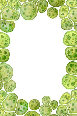 Tek hücreli yeşil alg klorella spirulina. Lipit damlacıkları olan tek hücreli büyük hücreler. Suluboya sayfası çerçeve şablonu makro mikroorganizma bakterisi kozmetik biyolojik biyoteknoloji tasarımı.