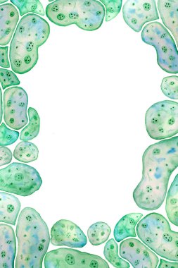 Tek hücreli yeşil alg klorella spirulinasından elle çizilmiş sınır sayfası çerçevesi. Lipit ot damlacıkları olan tek hücreli büyük hücreli. Makro zoom mikroorganizma bakterisinin suluboya çizimi