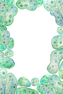 Hand drawn border page frame of unicellular green blue algae chlorella spirulina with large cells single-cells with lipid weed droplets. Watercolor illustration of macro zoom microorganism bacteria clipart
