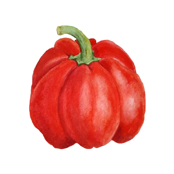 Watercolor hand drawn illustration of red bell pepper paprika. Harvest farm vegetables, organic food ingredient vegan vegetarian diet. Ripe tasty juicy fresh agriculture produce for labels cafe — Stock Photo, Image