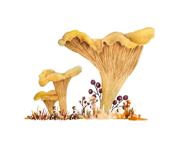 Kézzel rajzolt akvarell illusztráció chanterelle cibarius ehető vad gombák ősszel őszi fa. Narancs sárga gomba erdő száraz fű. Természetes növények természet betakarítás gomba. — Stock Fotó