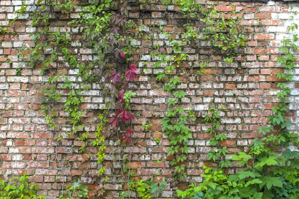 Alte Ziegelmauer Mit Pflanzen — Stockfoto