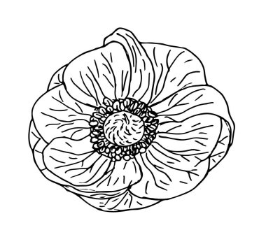 El çizimi şakayık çiçekleri. Vektör beyaz arkaplanda izole edildi. Üst görünüm