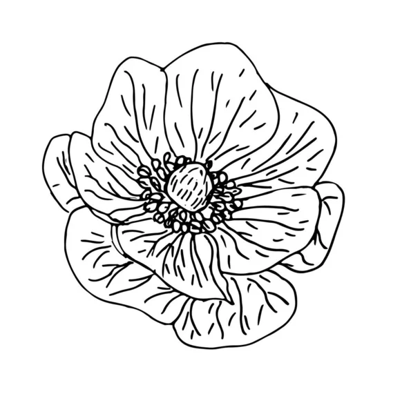 Fleur Anémone Dessinée Main Dans Style Contour Vecteur Isolé Sur — Image vectorielle
