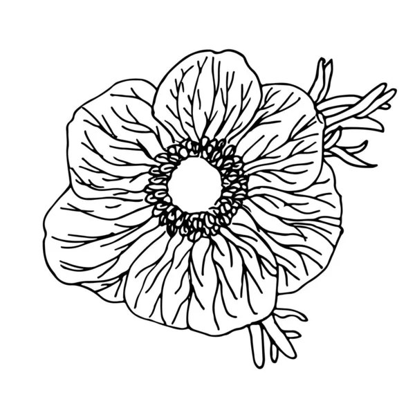 Fiore Anemone Disegnato Mano Stile Contorno Vettore Isolato Sfondo Bianco — Vettoriale Stock