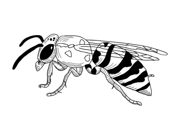 Wasp草图 在白色背景上孤立的病媒 — 图库矢量图片