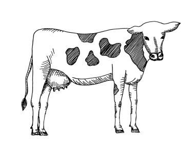 El çizimi benekli inek. Vektör. Lineart beyaz arka planda izole edildi. EPS10